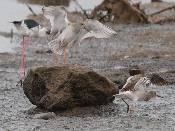 Common redshank (Tringa totanus)